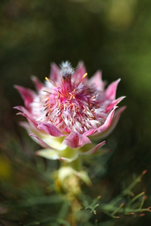 Protea Small Pink Flowers
